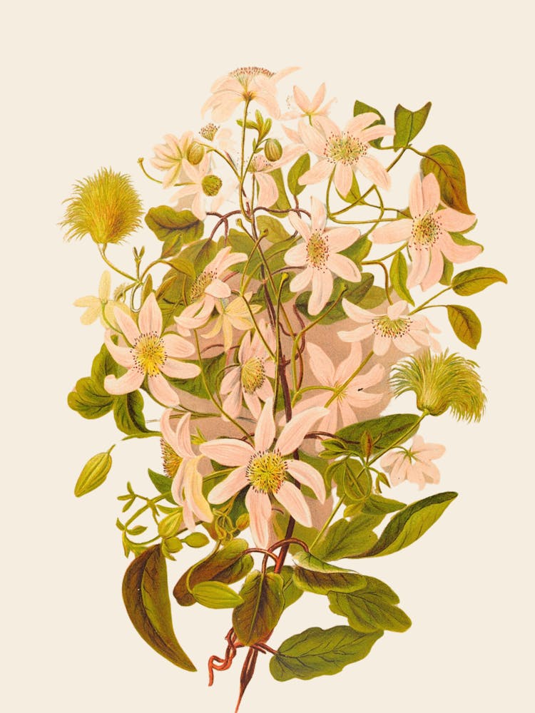 Clematis 1