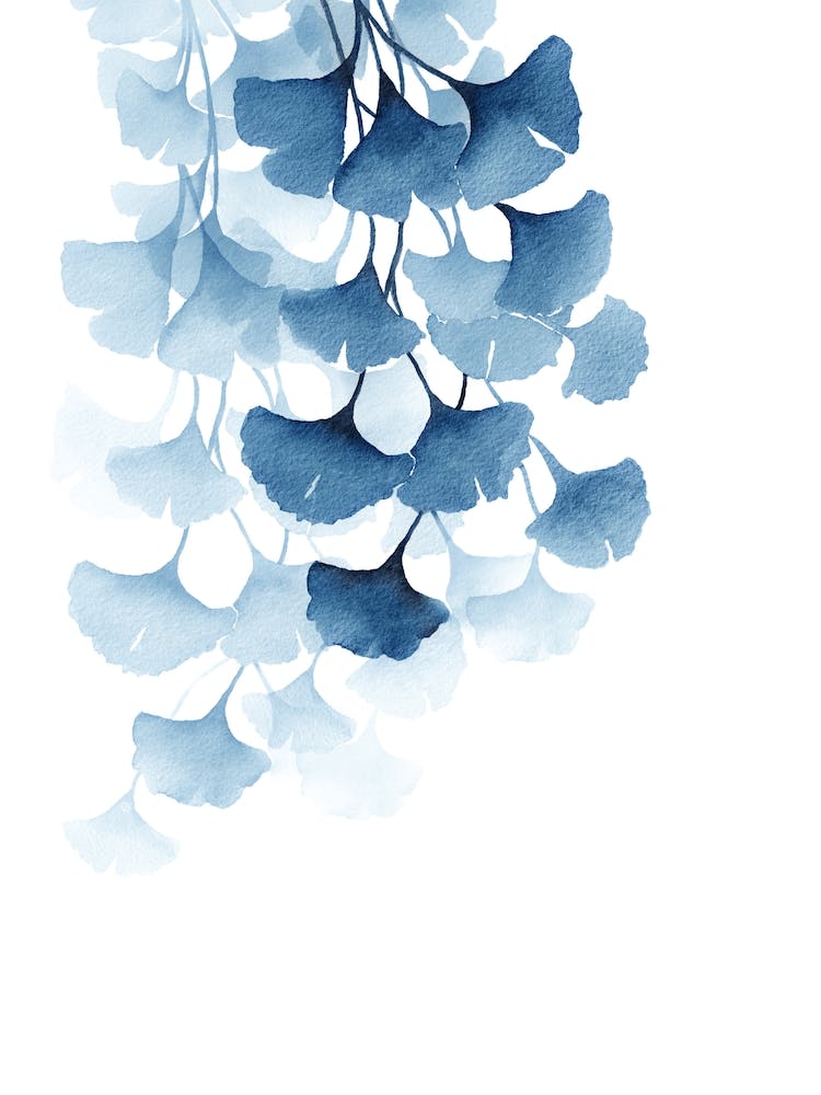 Blue Gingko