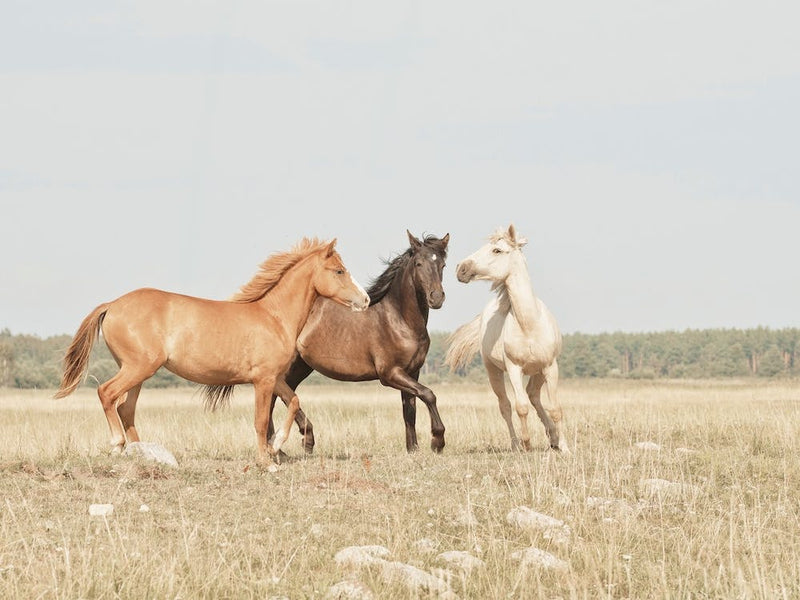 Three Horses