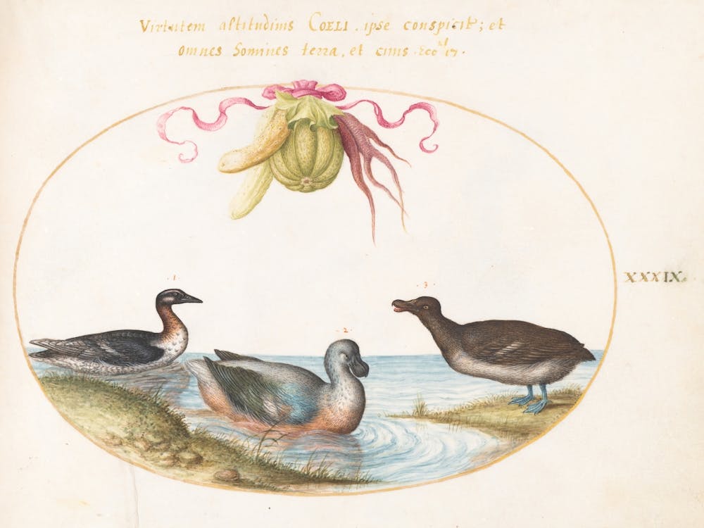 Animalia Volatilia Et Amphibia, Joris Hoefnagel (3)