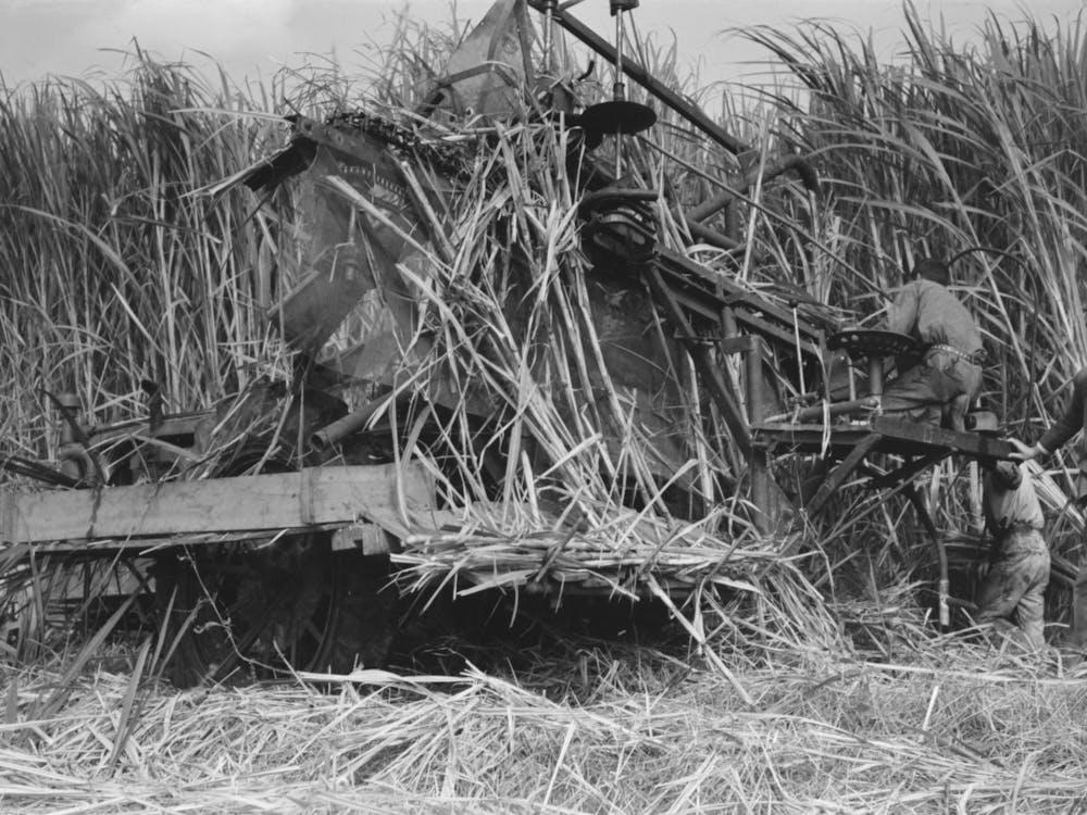 Untitled Photo, Possibly Related To Wurtele Sugarcane Harvester Bogged Down And Out Of Temporary Running