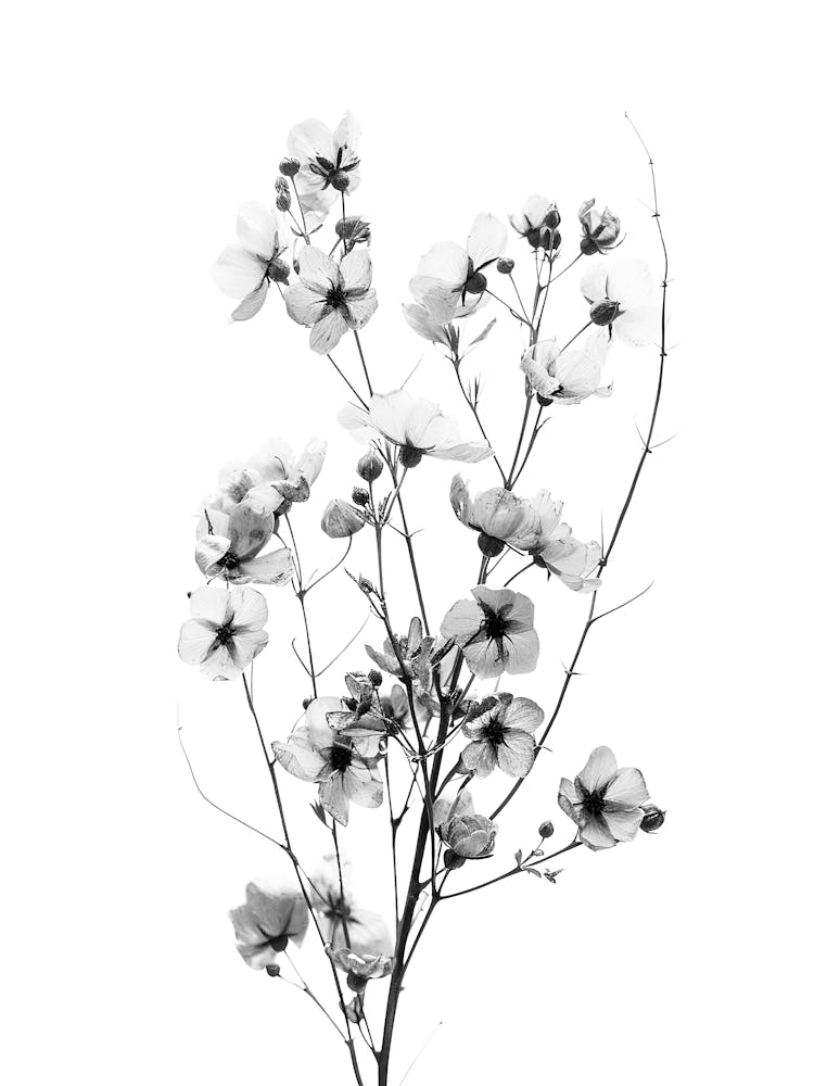 Black And White Flowers 82