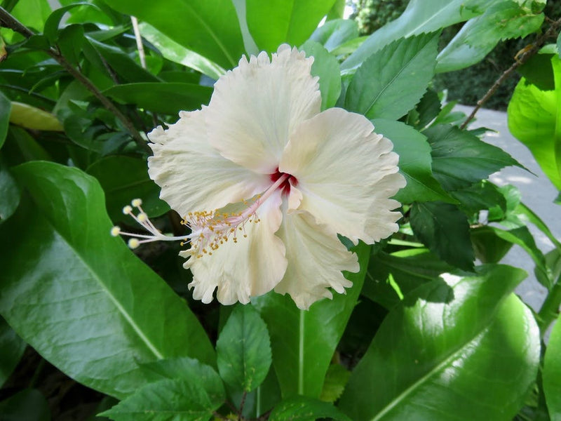 Hibiscus Flower  Tropical Garden