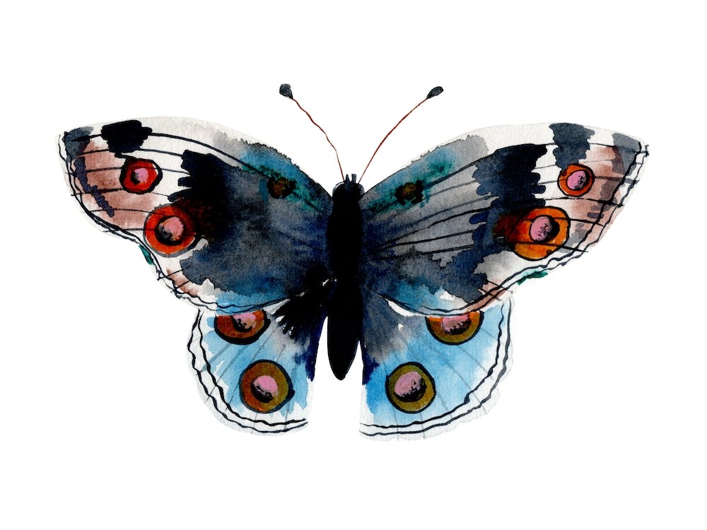 Watercolor Butterfly