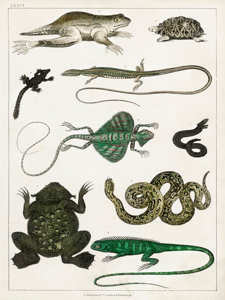 Collection Of Various Reptiles, Oliver Goldsmith 1