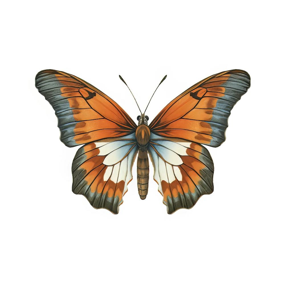 Butterfly 3