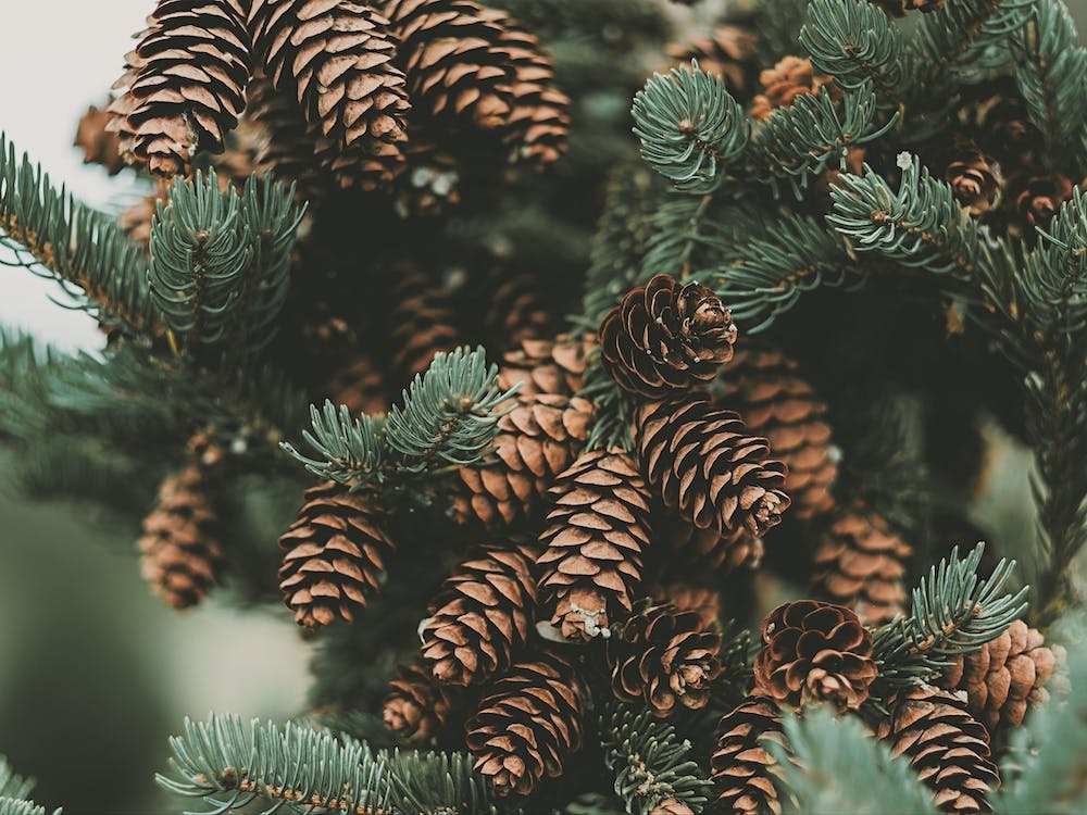Pine Cone Filled Tree