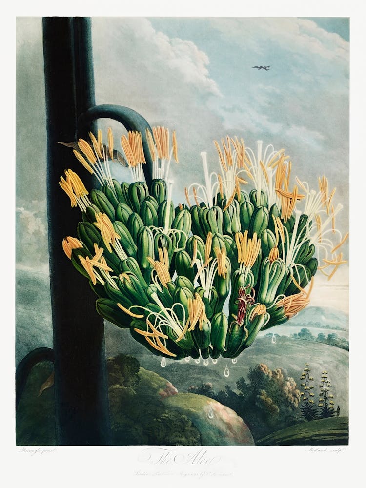 The Aloe From The Temple Of Flora (1807), Robert John Thornton