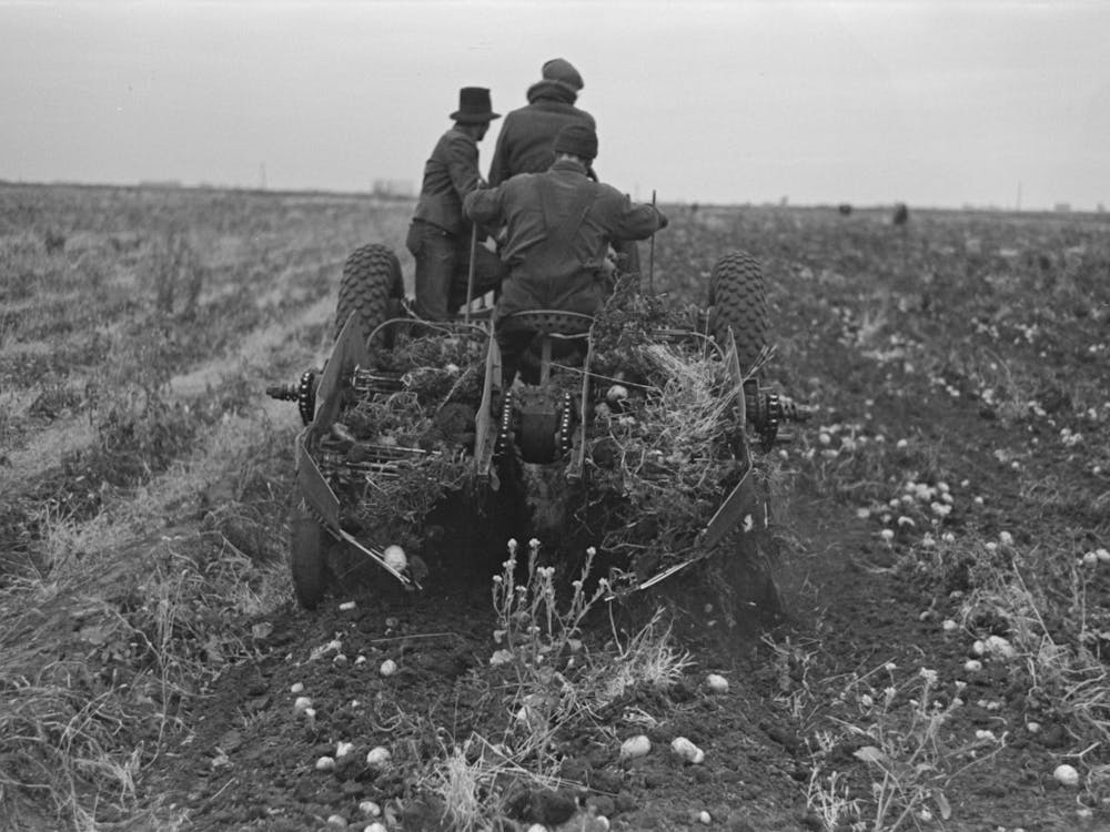 Potato Digger In Section Near East Grand Forks, Minnesota By Russell Lee