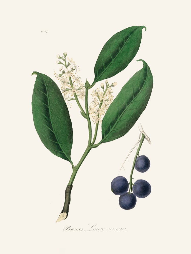 Vintage Botanical John Stephenson and James Morss Churchill_2731656