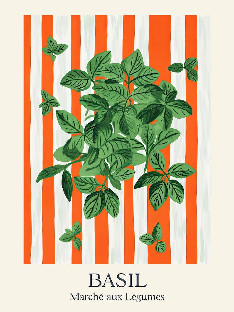 Marche Aux Legumes Basil Summer Illustration 12