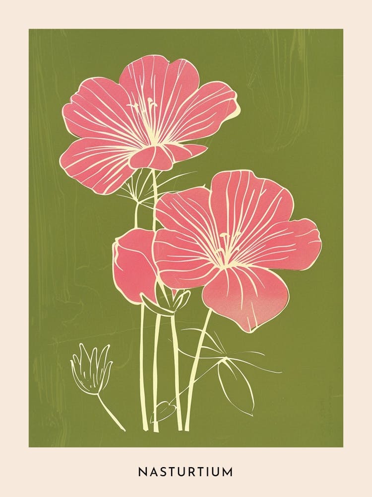 Pink & Green Nasturtium 1 Flower Poster