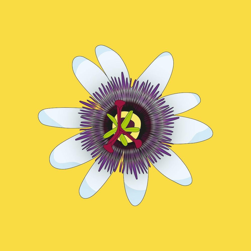 Yellow Passionfruit Flower Square