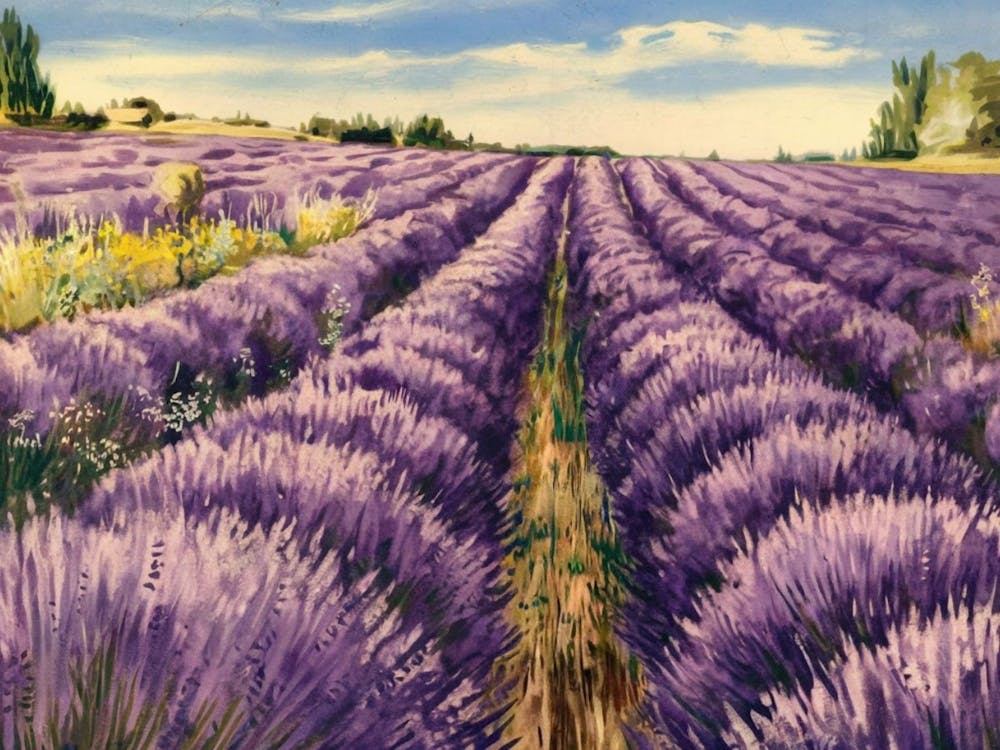 Lavender Field 3