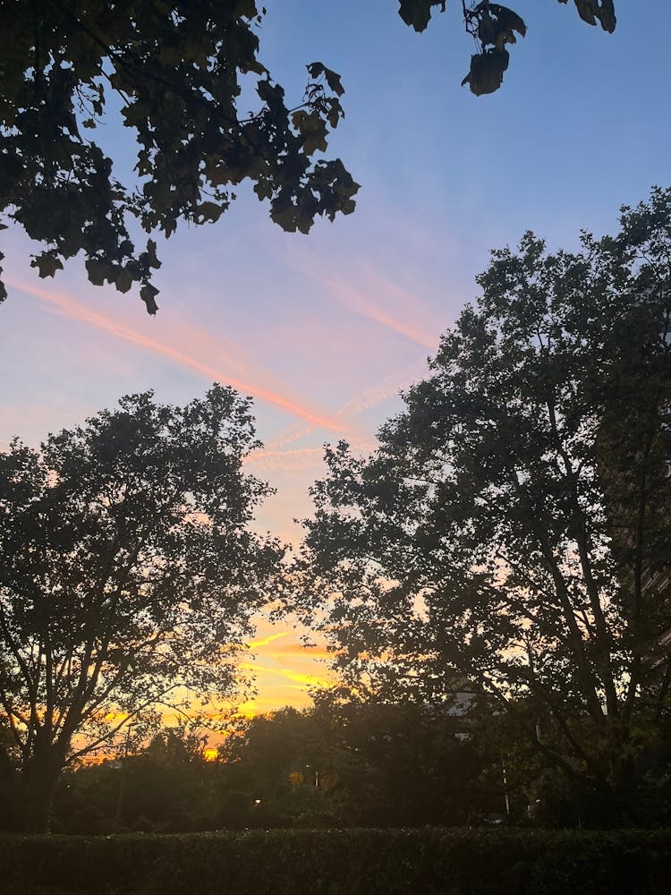 Sunset Over Trees