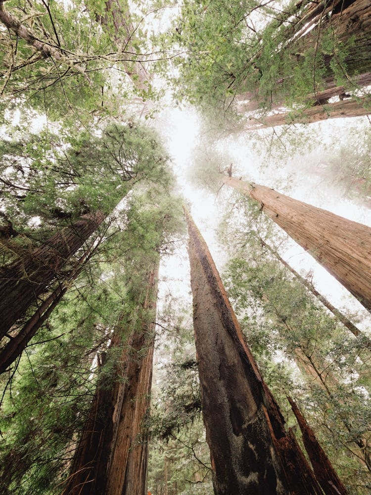 Redwood Forest Sky - National Park