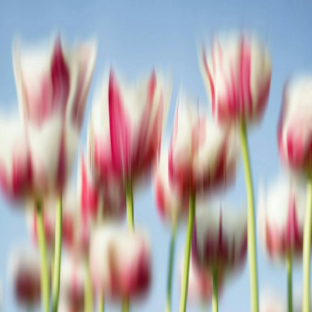Dancing Tulips- Square