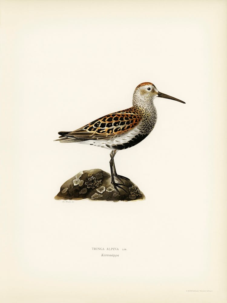 Tringa Alpina (Alpenstrandläufer), The Von Wright Brothers