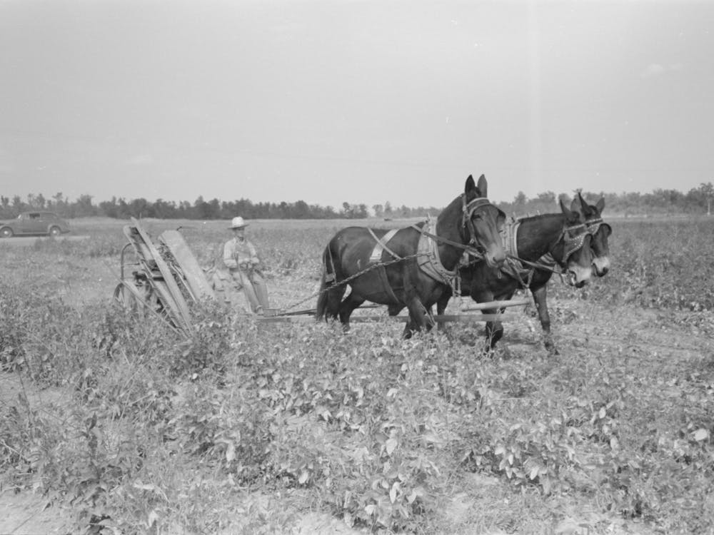 Untitled Photo, Possibly Related To Member Of Lake Dick Cooperative Association Repairing Mowing Machine