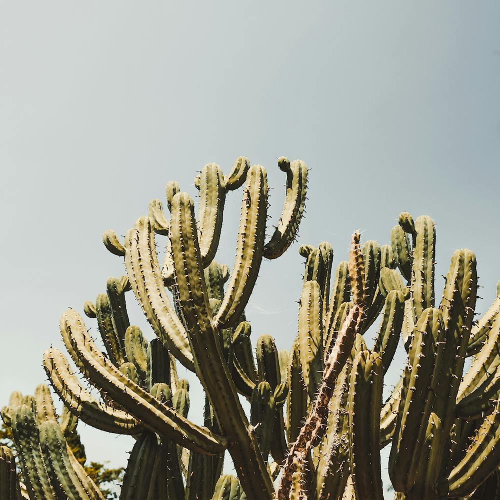 Tall Cactus Plant Square
