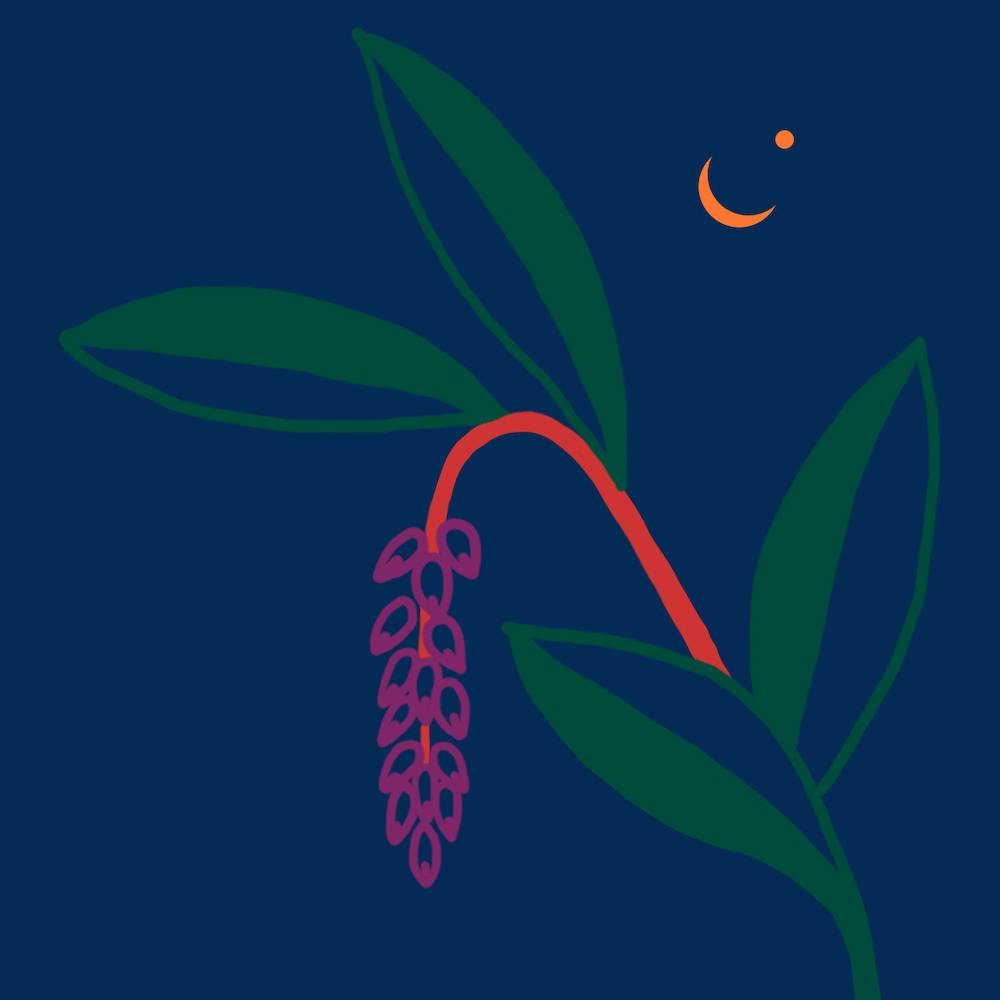 Alpinia Zerumbet 2 Square