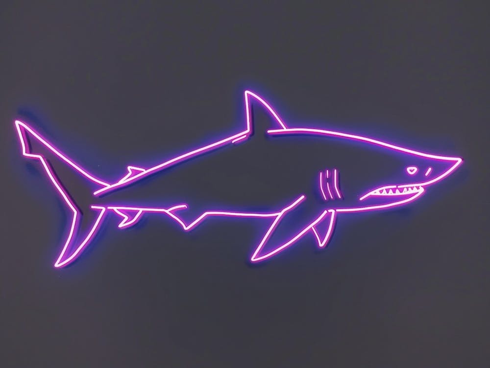 Neon Purple Smallscale Cookiecutter Shark 4