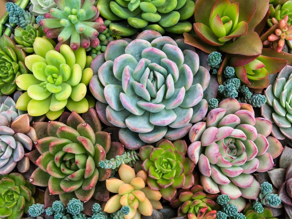 Succulents