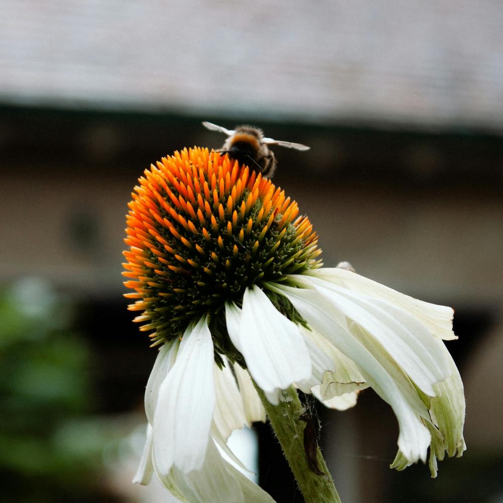 Bee On A Flower  Color Nature Photography Square
