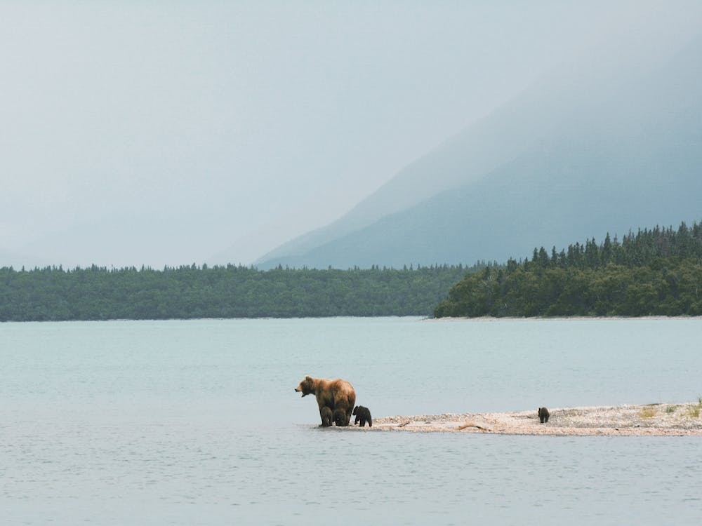 Ours Grizzly Canadien Sur Lac