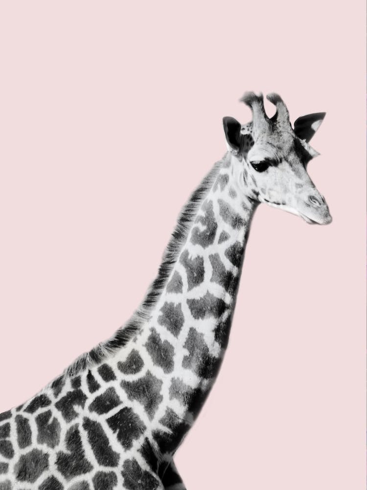 Giraffe on Pink