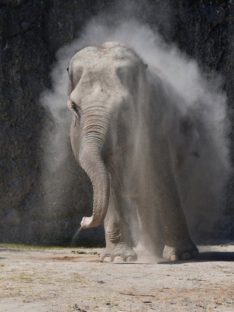 Elefant 1