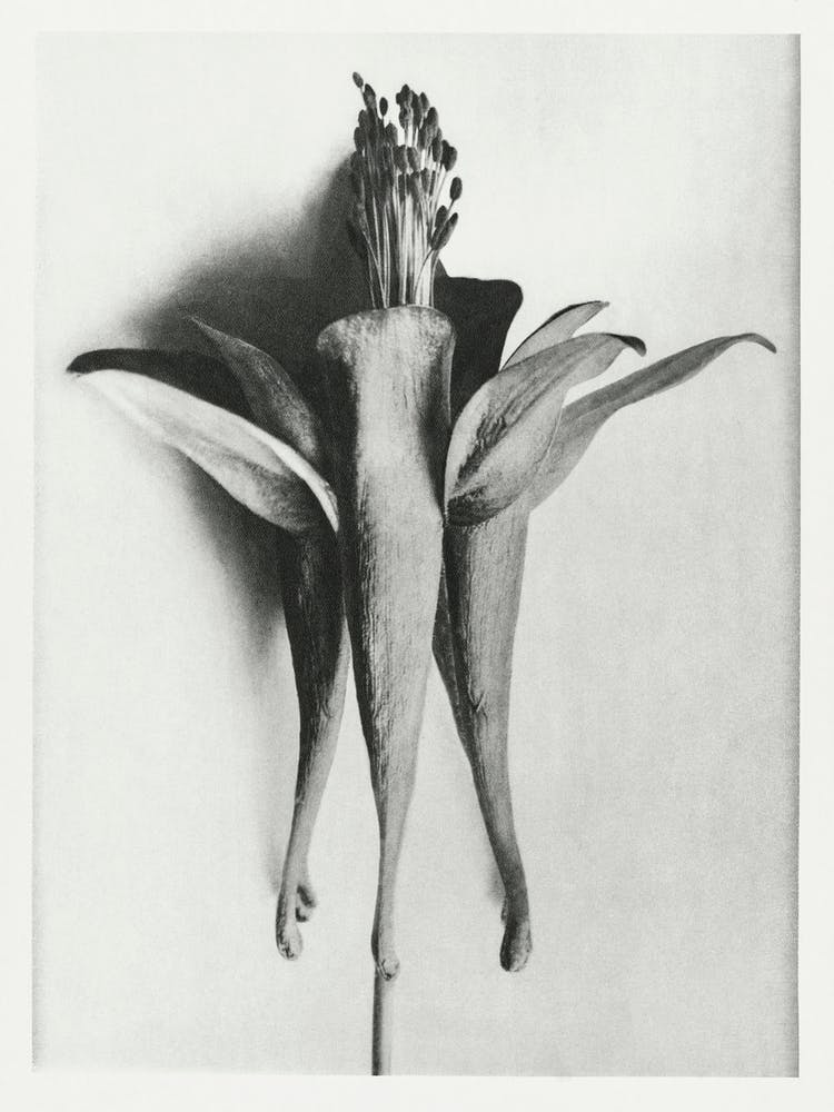 Goldene Akelei (1928), Karl Blossfeldt