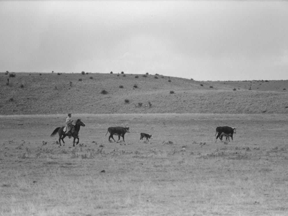Untitled Photo, Possibly Related To Cutting Out Calves From Herd,Roundup Near Marfa, Texas By Russell Lee