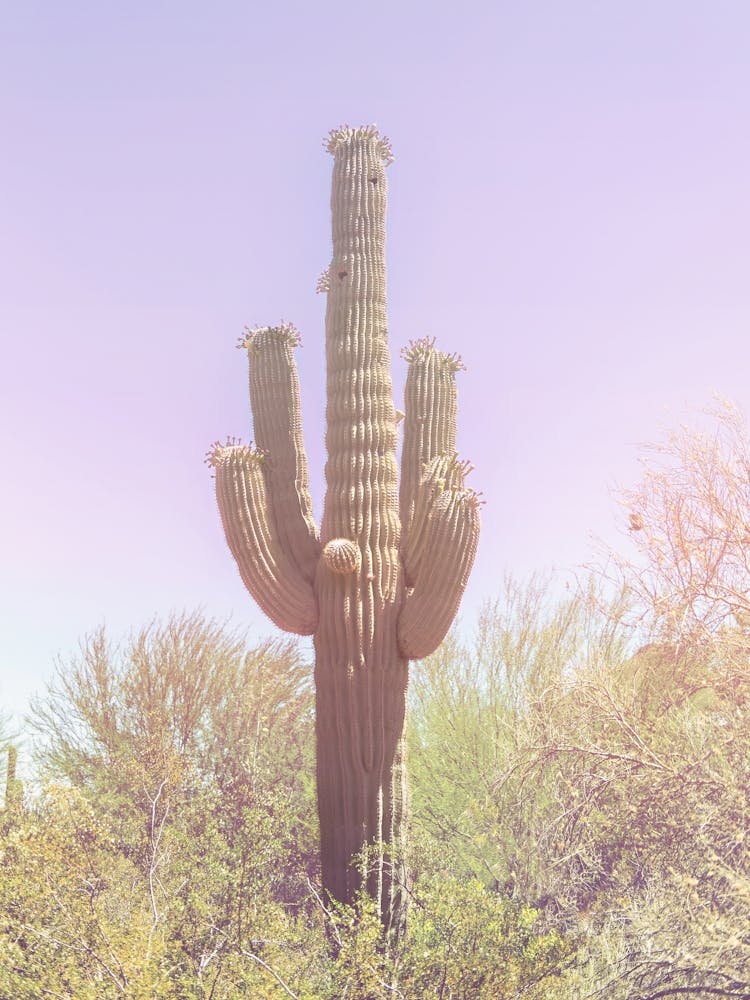 Pastel Saguaro Cactus