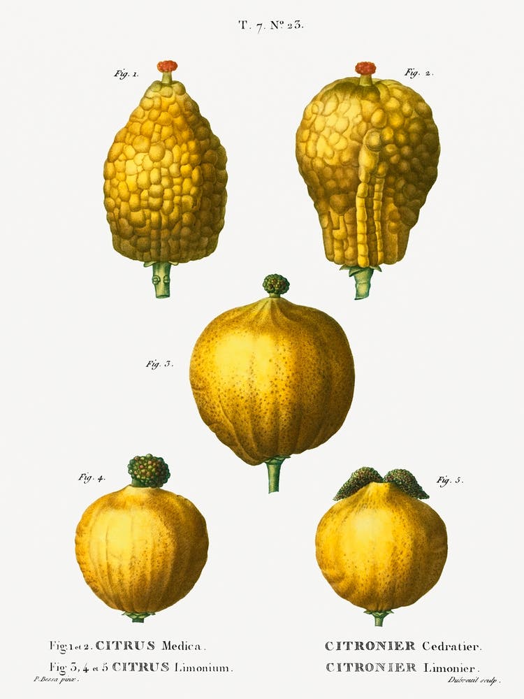 Lemon, Pierre Joseph Redoute