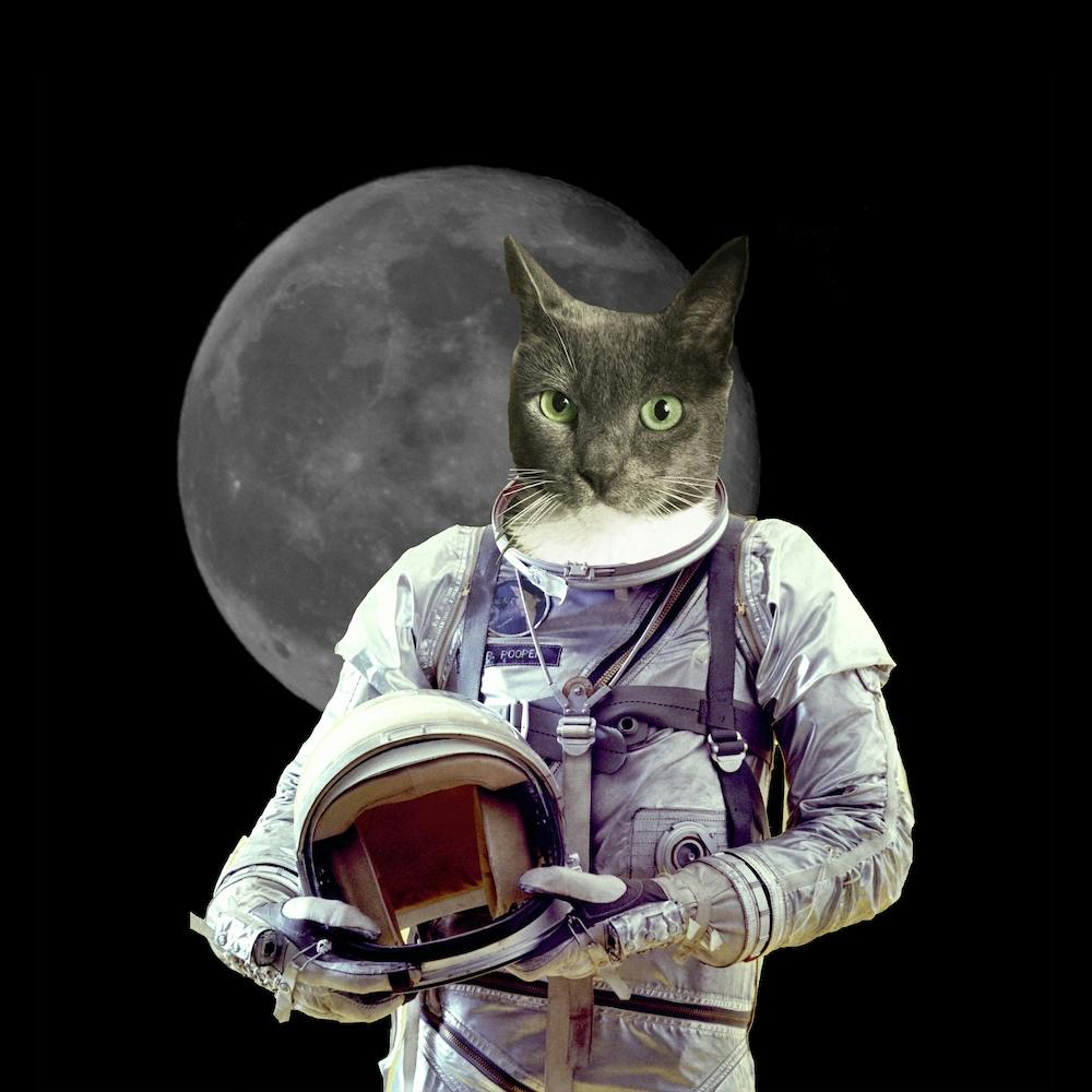 Mr Whiskers Astronaut