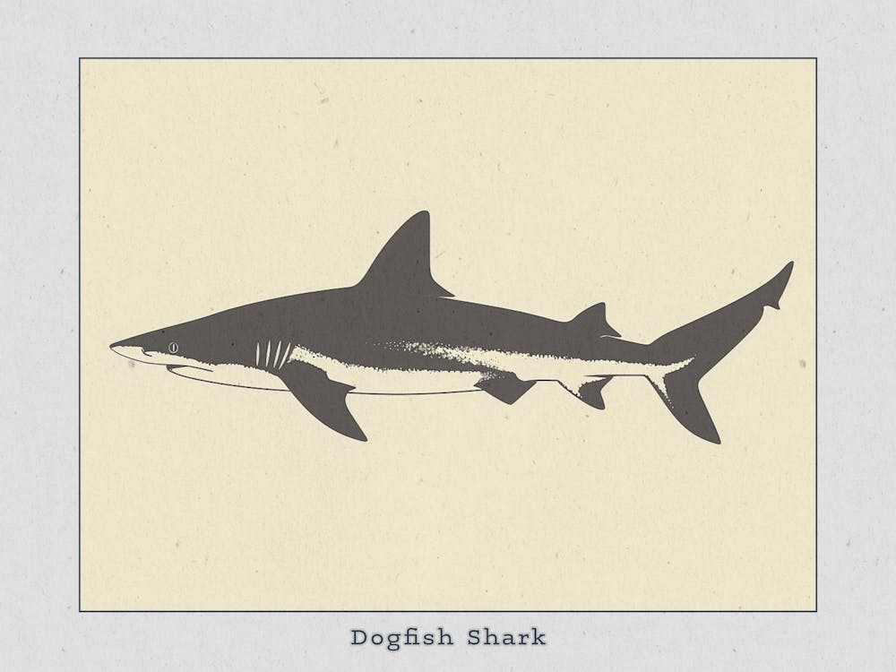 Dogfish Shark Silhouette 3 Poster