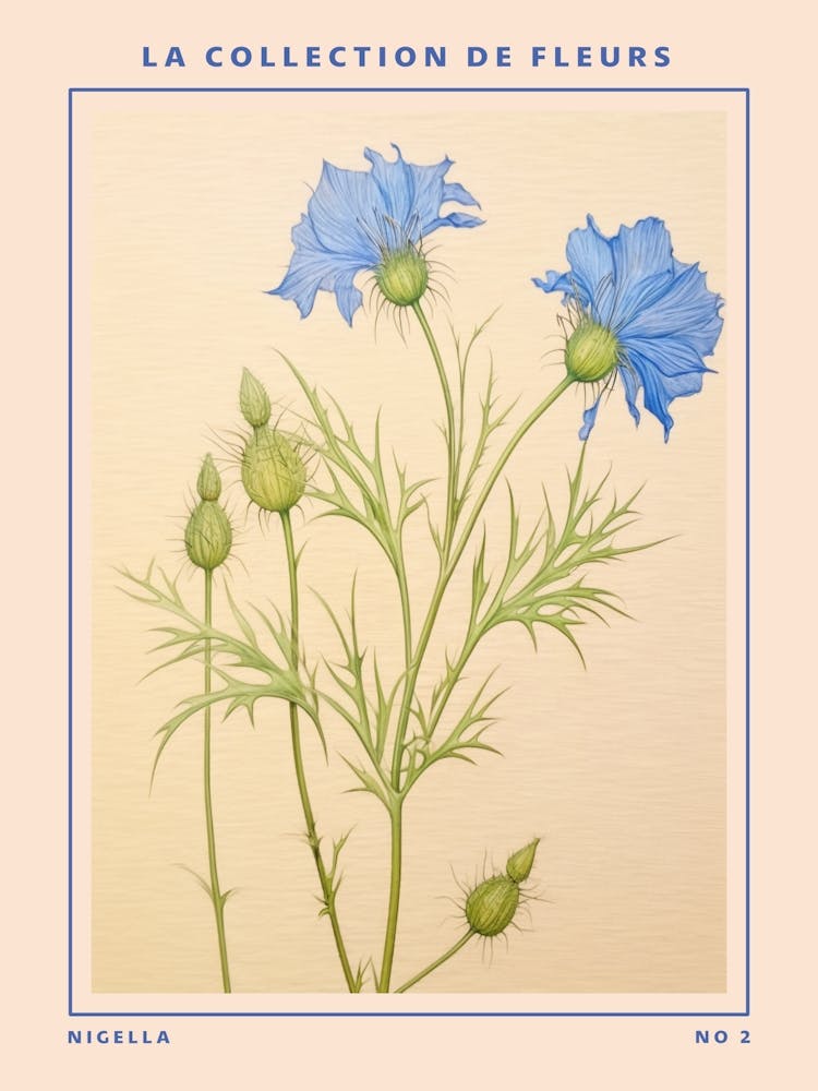 Nigella (Love In A Mist) 2 Botanisches französisches Blumenposter