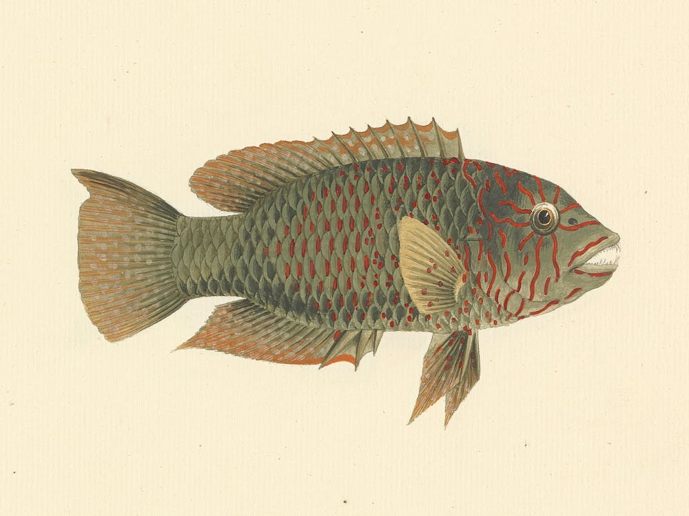 Unidentified Fish, Luigi Balugani 1
