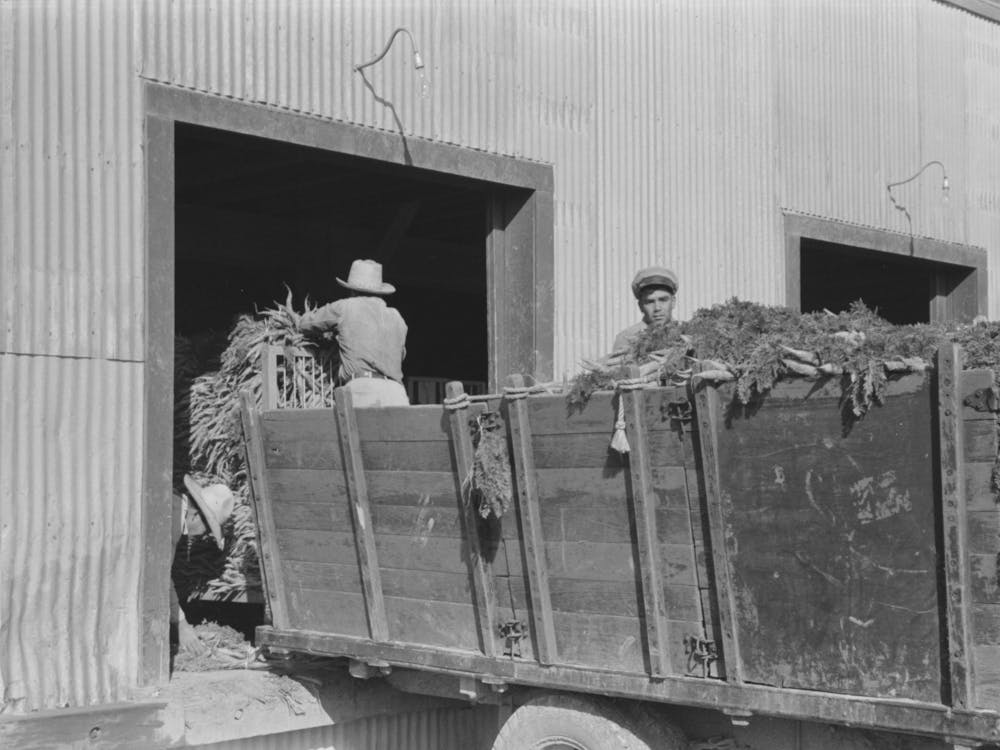 Unloading Carrots At Packing Plant, Pharr, Texas By Russell Lee