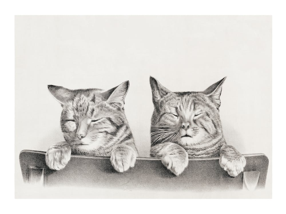 Vintage Cats, Thomas Hunter