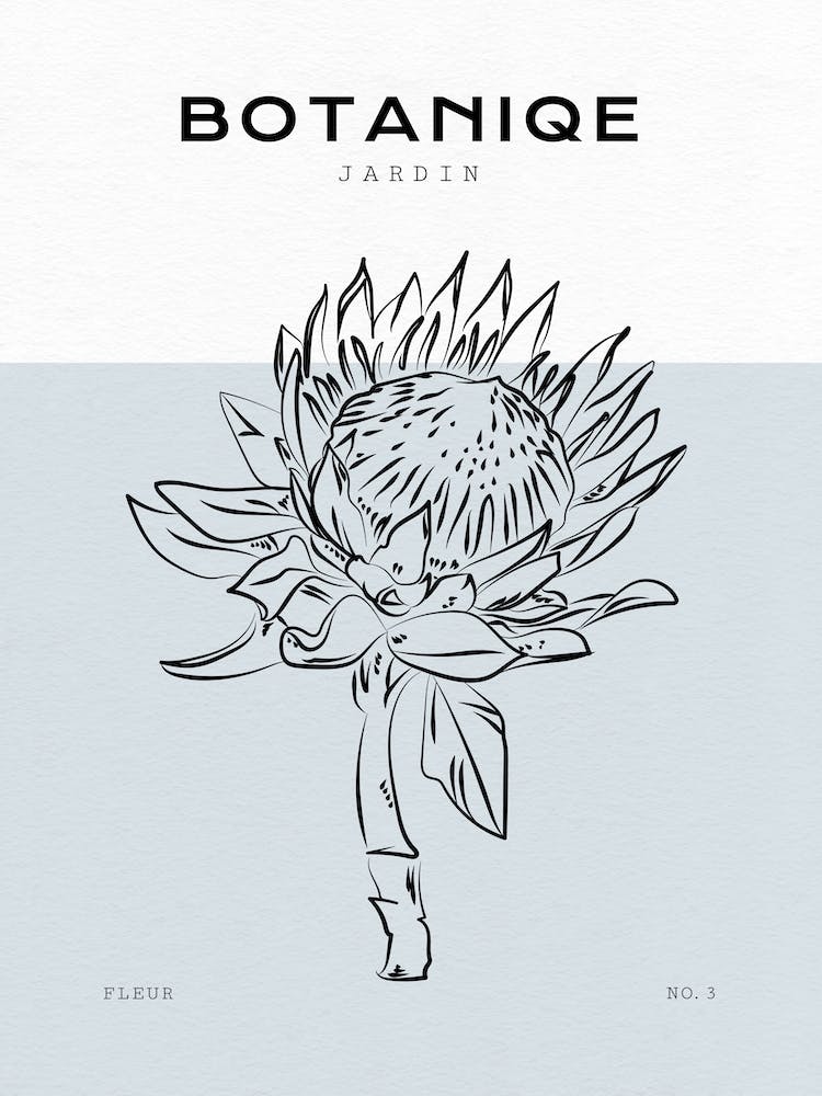 Boho Bohemian 2 Protea