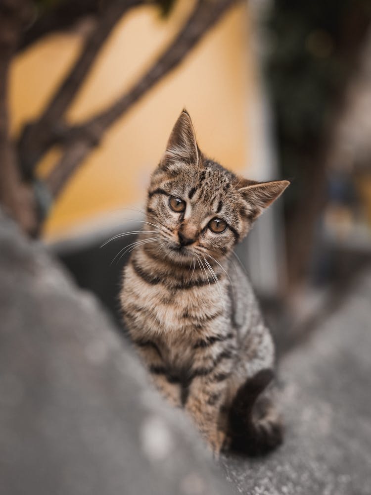 Curious Kitten Cute Cat On The Wall