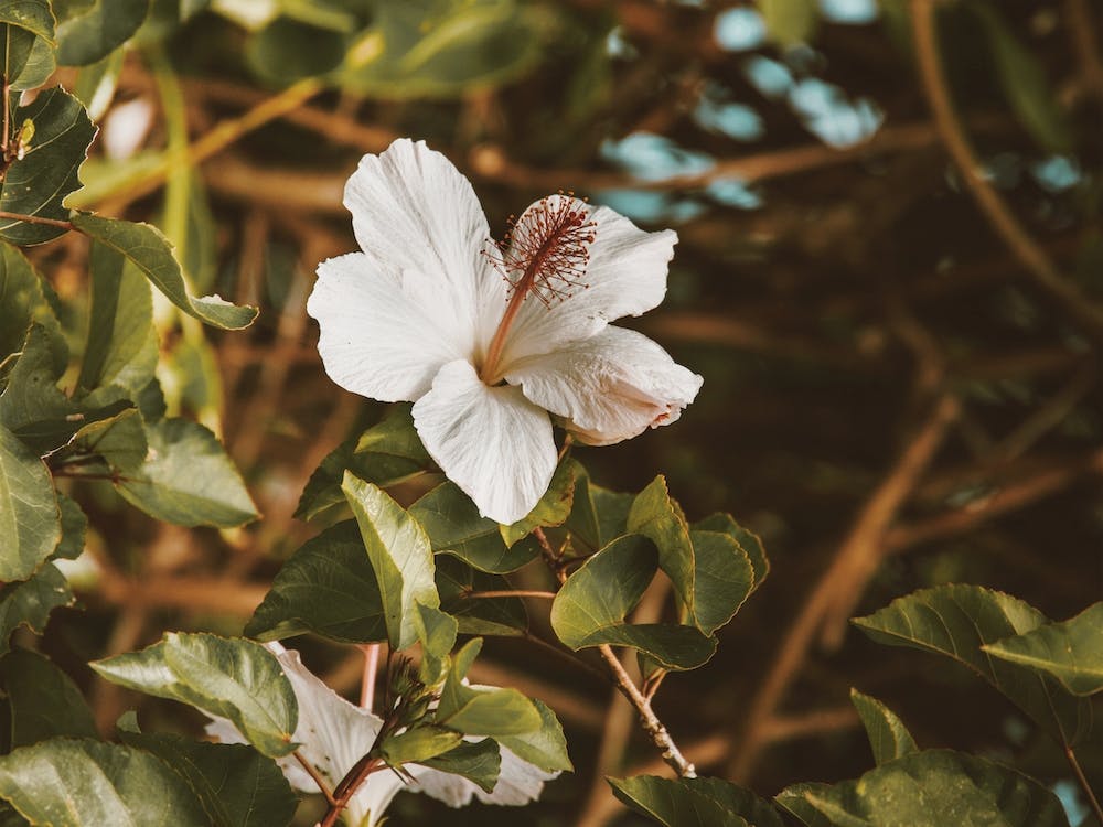 White Hibiscus Flower