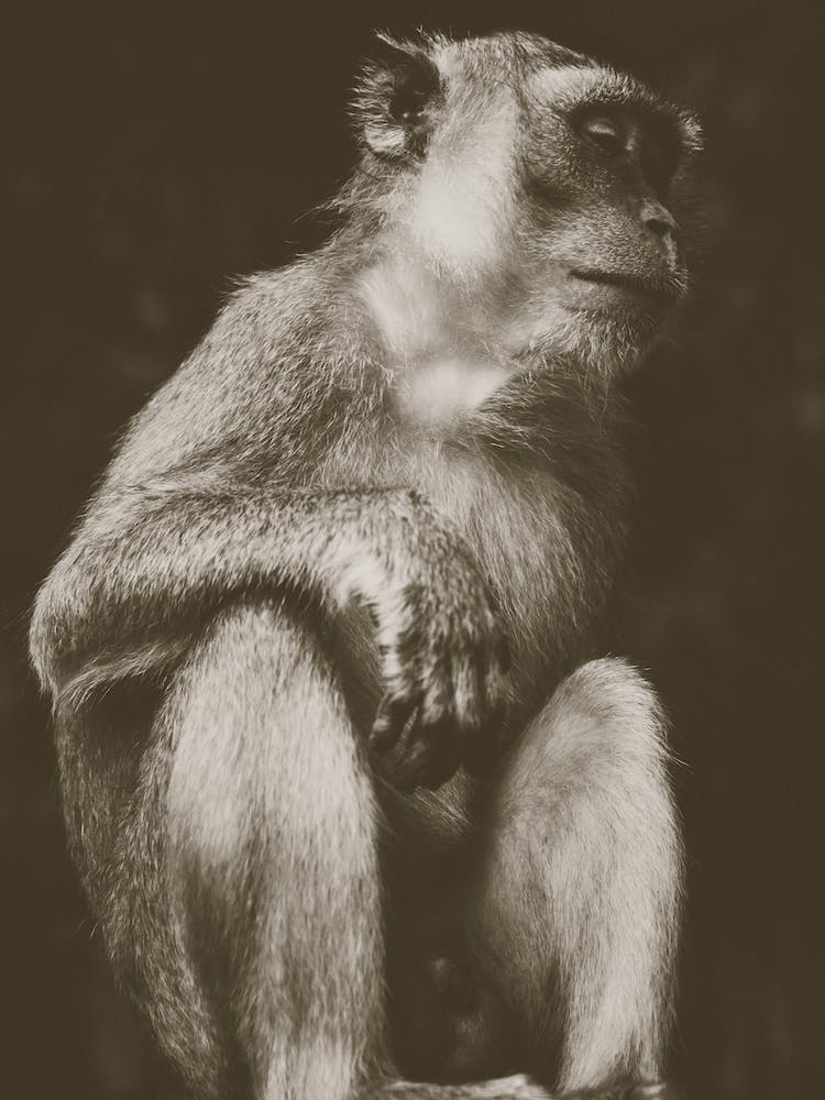 Kuala Lumpur Batu Caves Ape 1