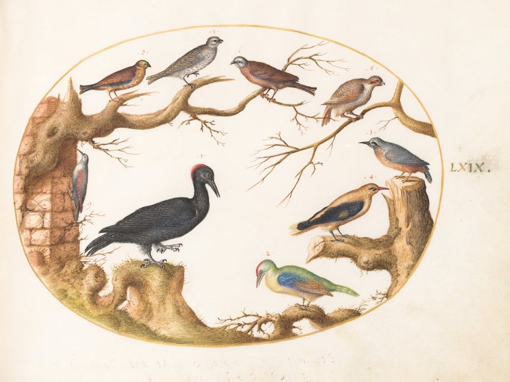 Animalia Volatilia Et Amphibia, Joris Hoefnagel (6)