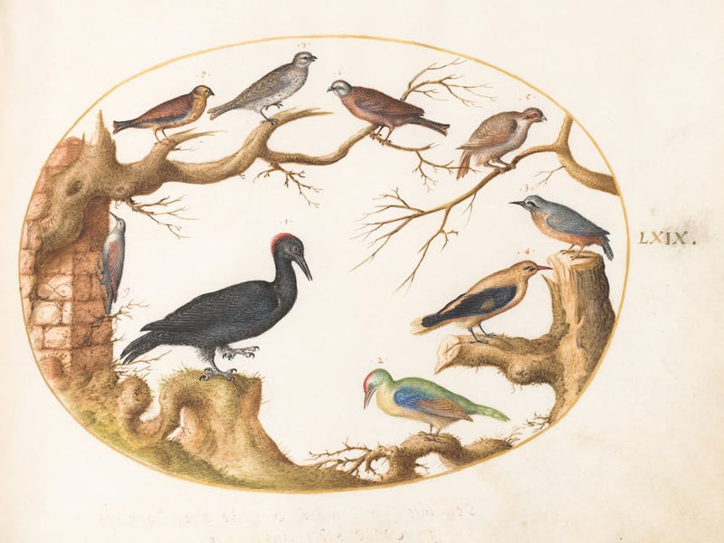 Animalia Volatilia Et Amphibia, Joris Hoefnagel (6)