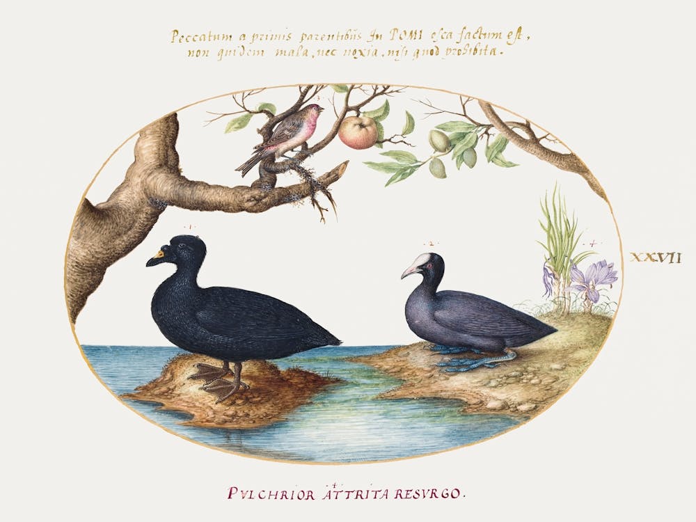 Duck, Coot, And Rosefinch (1575–1580), Joris Hoefnagel