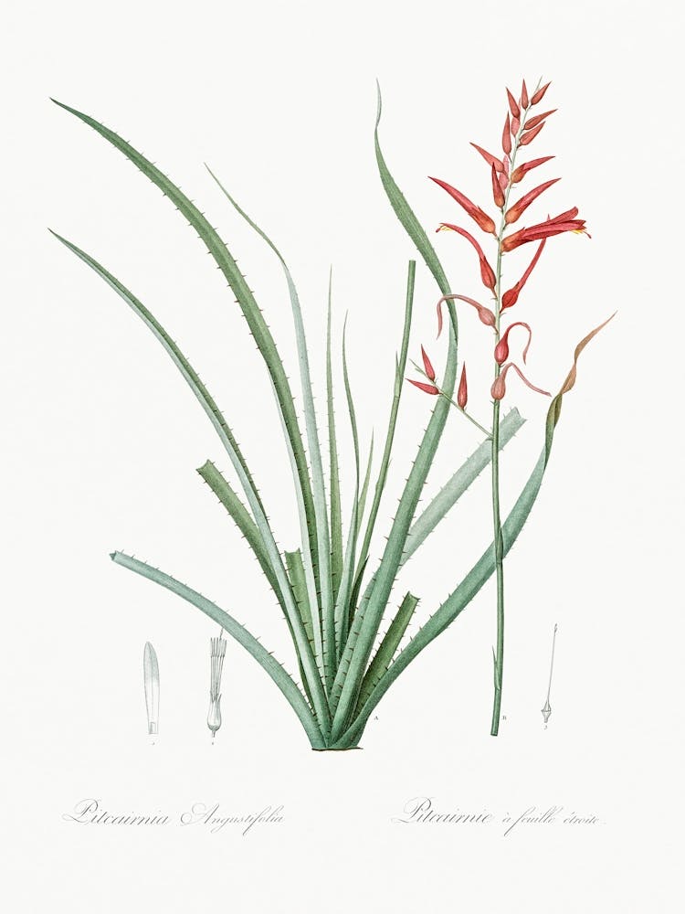 Pitcairnia Angustifolia, Pierre Joseph Redoute
