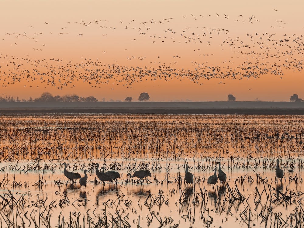 Sandhill Crane Sunrise
